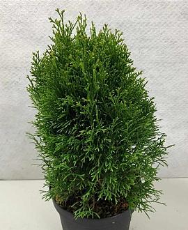 Thuja occ. 'Krasnal' Pot 5 liter 25-30cm