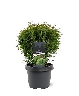 Thuja occ. 'Little Giant' Pot 3 Liter 