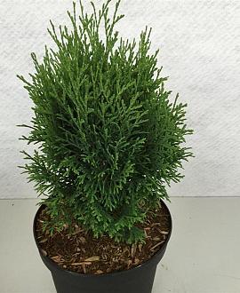 Thuja occ. 'Miky' Pot 3 liter 25-30cm