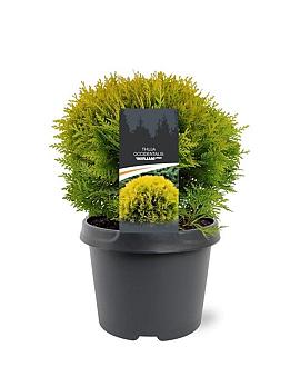 Thuja occ. 'Mirjam' Pot 3 Liter 