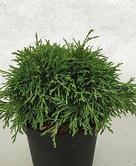 Thuja occ. 'Recurva Nana' Pot 3 liter 25-30cm