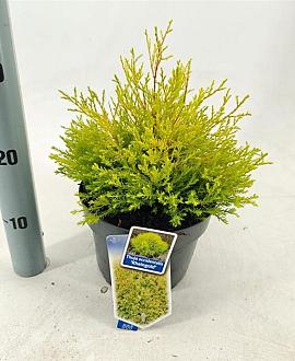 Thuja occ. 'Rheingold' Pot 3 liter 20-25cm 