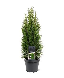 Thuja occ. 'Smaragd' Pot 3 Liter 50 - 60 cm