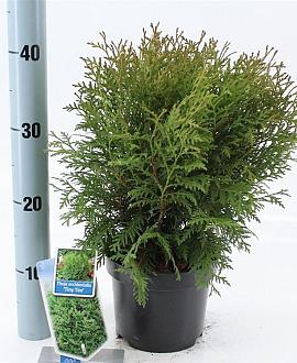 Thuja occ. 'Tiny Tim' Pot 3 liter 20-25cm 