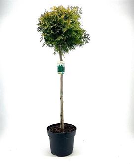 Thuja occ. 'Yellow Ribbon' Pot 10 liter Stam 80 cm