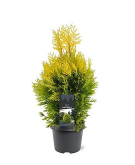 Thuja pl. '4ever' Pot 3 Liter 40 - 50 cm