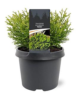 Thujopsis dolabrata 'Nana' Pot 3 Liter 20 - 30 cm