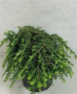 Tsuga can. 'Cole's Prostrate' Pot 3 liter 20-25cm 