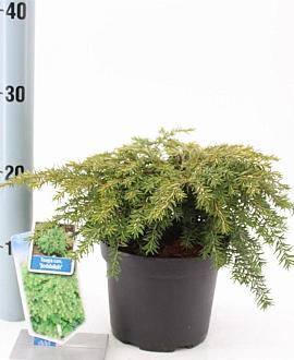 Tsuga can. 'Jeddeloh' Pot 3 liter 20-25cm 