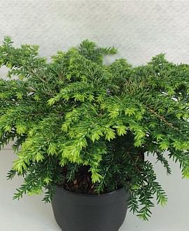 Tsuga can. 'Popeleski' Pot 3 liter 20-25cm 