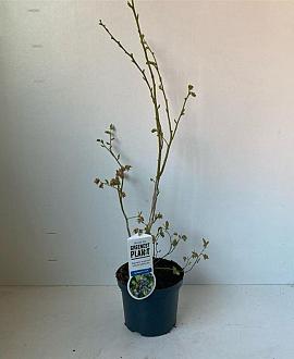 Vaccinium c. 'Bluejay' Pot 3 Liter 30 - 40 cm