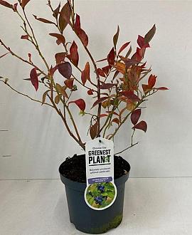 Vaccinium c. 'Goldtraube 23' Pot 3 Liter 30 - 40 cm