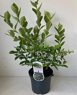 Vaccinium c. 'Jersey' Pot 3 Liter 30 - 40 cm