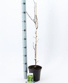 Vitis 'Vroege van der Laan' Pot 2 Liter60 - 70 cm