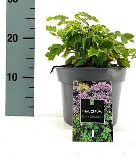 Thalictrum 'Black Stockings' Pot 2 Liter