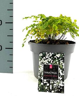 Thalictrum del. Splendide White Pot 2 Liter