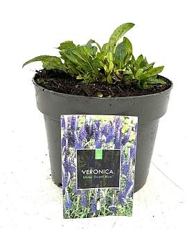 Veronica spic. 'Ulster Dwarf Blue' Pot 2 Liter