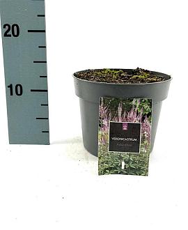 Veronicastrum virg. 'Adoration' Pot 2 Liter