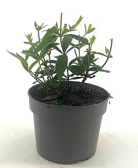 Veronicastrum virg. 'Lavendelturm' Pot 2 Liter