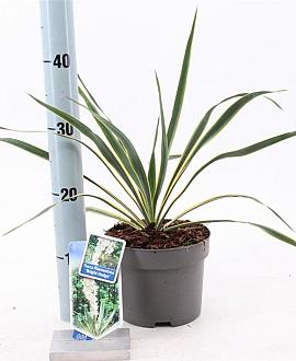 Yucca filamentosa 'Bright Edge' Pot 2 Liter 20 - 30 cm