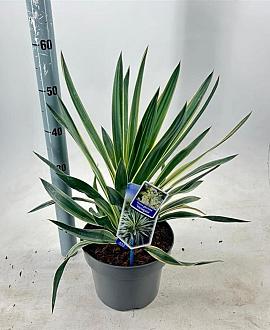 Yucca filamentosa 'Variegata' Pot 5 Liter 40 - 50 cm