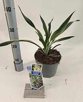Yucca gloriosa 'Variegata' Pot 2 liter 25-30cm