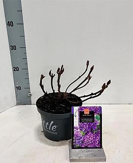 Hydrangea m. 'Little Purple' Pot 2 Liter 10 - 20 cm