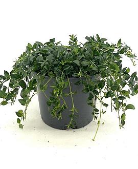 Vinca minor 'Elisa' Pot 2 Liter