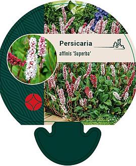 Persicaria aff. 'Superba' Pot 9 cm
