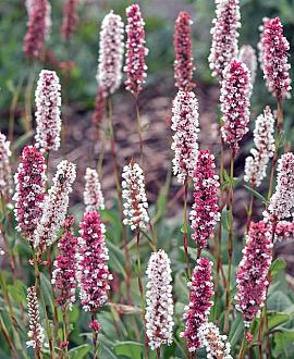 Persicaria aff. 'Superba' Pot 9 cm