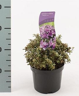 Rhododendron impeditum Pot 2 Liter 10 - 20 cm