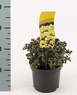 Rhododendron 'Wren' Pot 2 Liter 10 - 20 cm