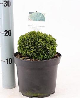 Chamaecyparis o. 'Juniperoides' Pot 2 Liter 10 - 20 cm