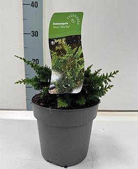 Chamaecyparis o. 'Teddy Bear' Pot 2 Liter 10 - 20 cm