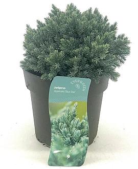 Juniperus squamata 'Blue Star' Pot 2 Liter 10 - 20 cm