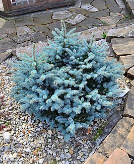 Picea pungens 'Glauca Globosa' Pot 7,5 liter 30-35cm