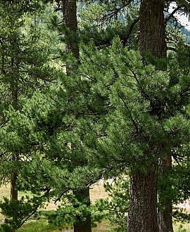 Pinus cembra 'Glauca' Pot 5 Liter 20 - 30 cm