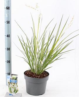 Chlorophytum saunders. 'Starlight' Pot 3 Liter 40 - 50 cm