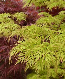 Acer pal. 'Emerald Lace' Pot 3 Liter 40 - 50 cm