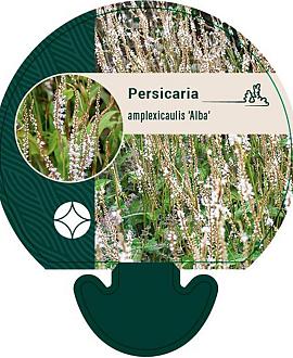 Persicaria a. 'Alba' Pot 9 cm