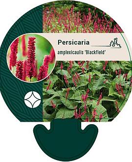 Persicaria a. 'Blackfield' Pot 9 cm