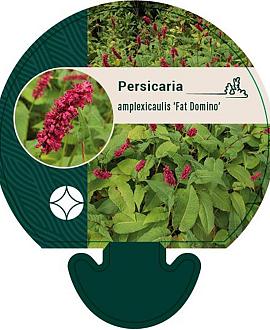 Persicaria a. 'Fat Domino' Pot 9 cm