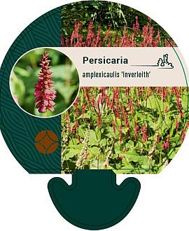Persicaria a. 'Inverleith' Pot 9 cm
