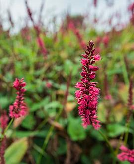 Persicaria a. 'Inverleith' Pot 9 cm