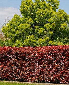 Berberis thunb. 'Atropurpurea Nana' Pot 3 Liter 