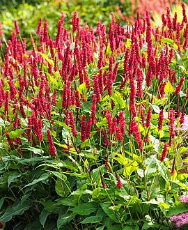 Persicaria a. 'JS Caliente' Pot 9 cm