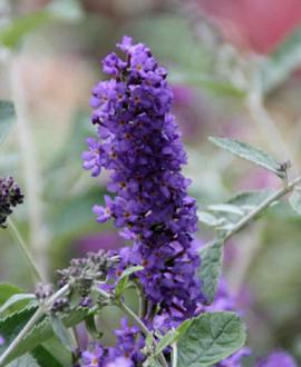 Buddleja Free Petite Blue Heaven Pot 3 Liter 