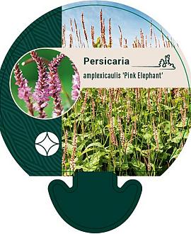 Persicaria a. 'Pink Elephant' Pot 9 cm