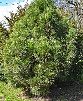 Pinus nigra 'Hornibrookiana' Pot 110 liter 125 - 150 cm Meerstammig