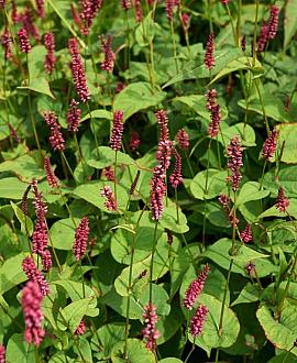 Persicaria a. 'Rosea' Pot 9 cm